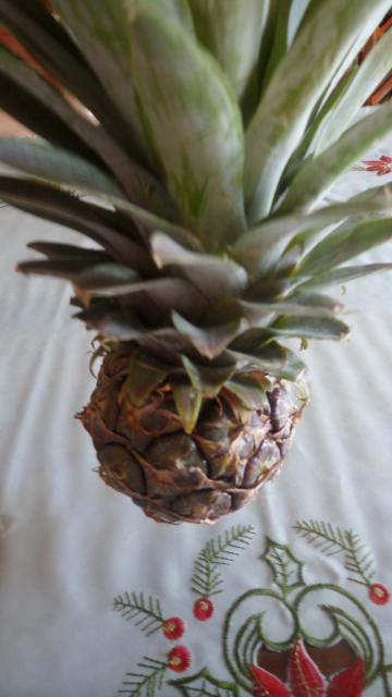 pineapple pregnancy